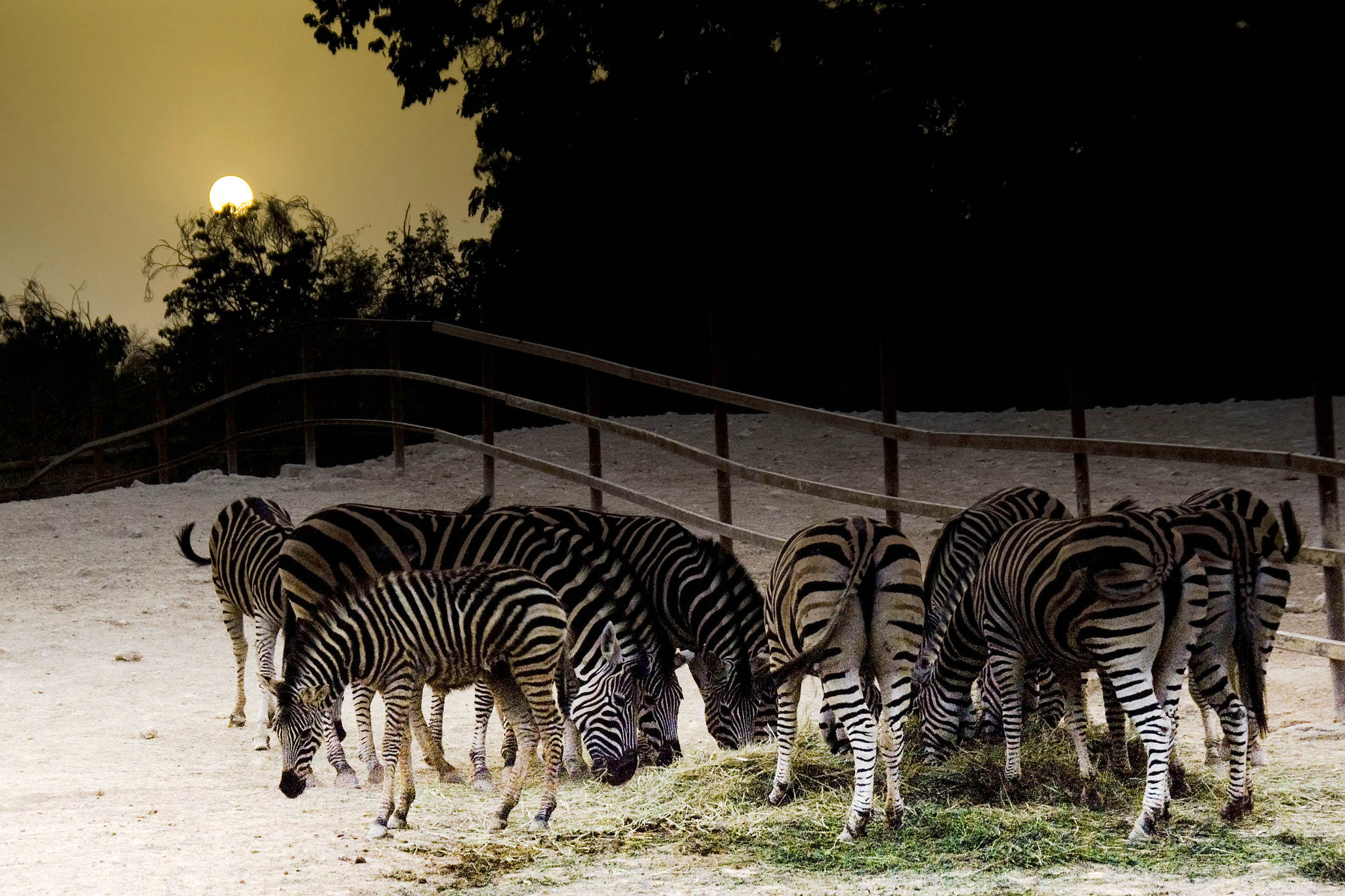 Doha Zoo