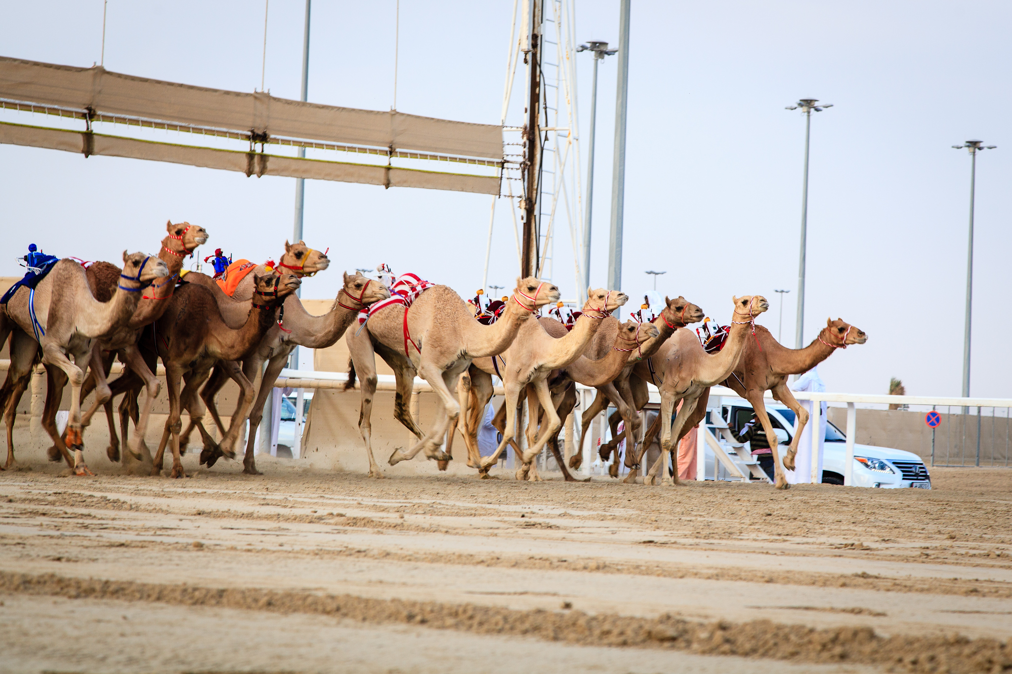 Camel Racing at Al Shahaniya